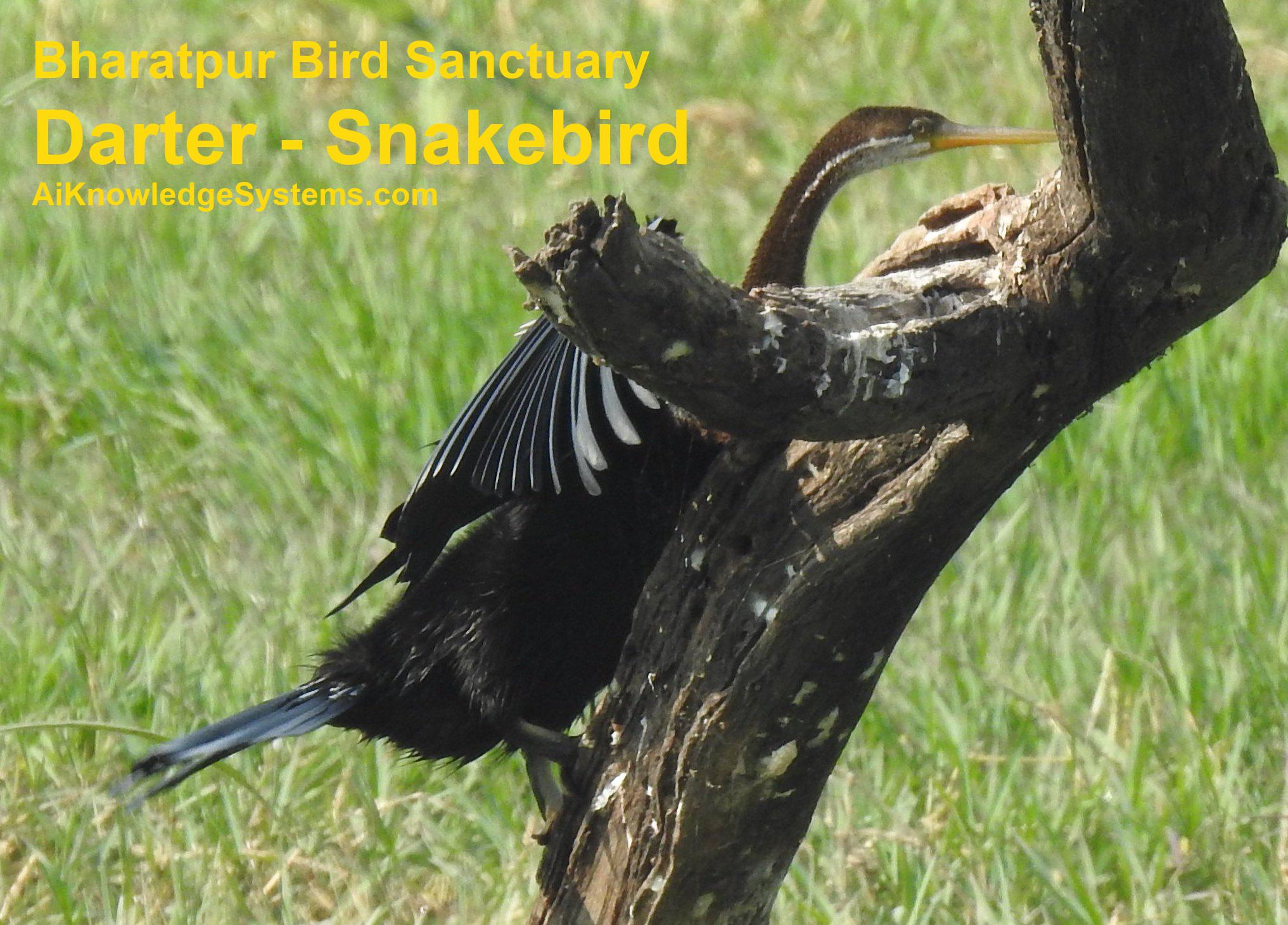 Darter - Snakebird (20) Coming Soon